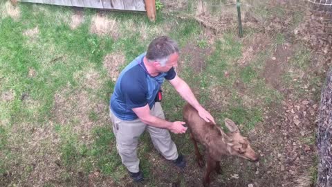 Giving a Baby Moose a Helping Hand