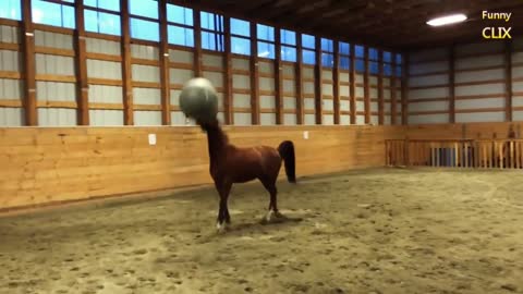 Funny Horses Playing With Balls 2021