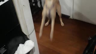 Funniest Dog Reaction asking to go for a walk