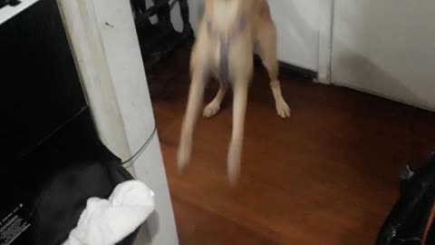 Funniest Dog Reaction asking to go for a walk