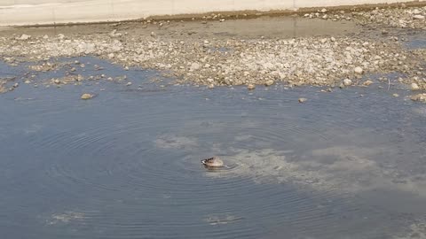 Duck looking for food