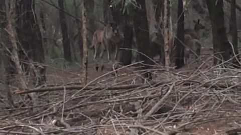 Dos canguros atrapados peleando en el bosque - ¡su reacción es imperdible!
