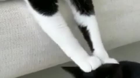 cute cat funny videos 😹😻 || funny videos