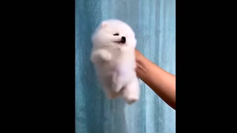 HAHa! Cute Pomeranian