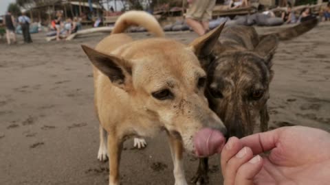 Man feeding a treat to two loose dogs roaming on the beach in slow motion