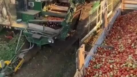 Tomato harvest, colheita de tomates