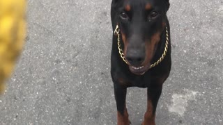 Doberman Runs around Oscar the Welsh Terrier