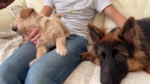 German Shepherd Meets Puppies for The First Time