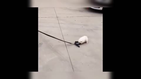 cute puppy wants to walk on a leash anyway