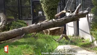 Precious Pounce! Mountain Lion Cubs Wrestle and Play at Oakland Zoo