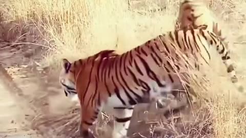 Tigers Fight