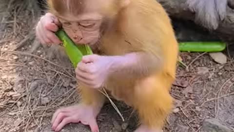 Can you try don't laugh ! Some monkey funny clips collection