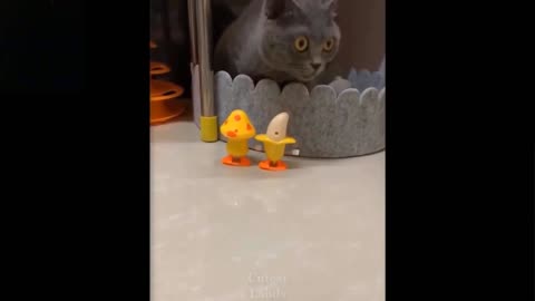 Cute and funny video-try not laugh To this pets..