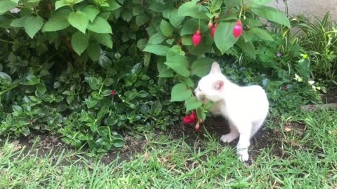 A White Kitten Playing With a Flowering Plant 1#