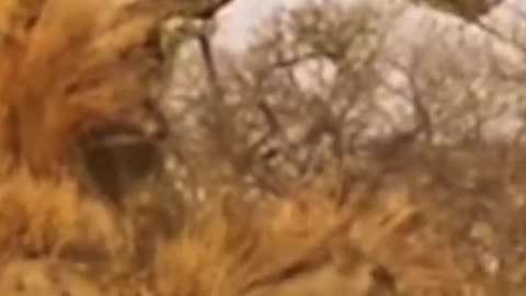 Leopard sneaks up on warthog