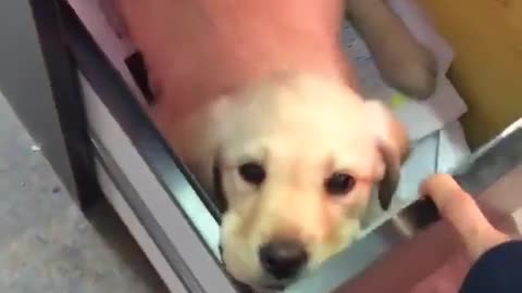 Puppy in the file cabinet