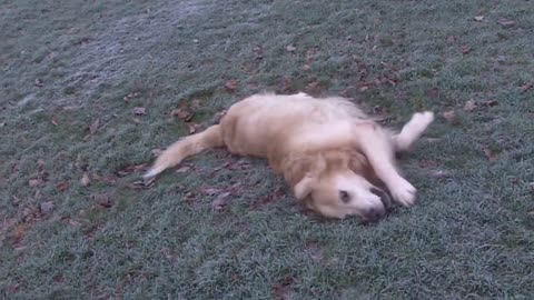 Marley Golden Retriever getting nice and dirty after a bath 10 minutes before going home-
