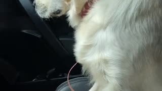 Golden Retriever Coming Off Anesthesia