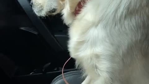 Golden Retriever Coming Off Anesthesia