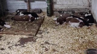 sleeping pile of puppies