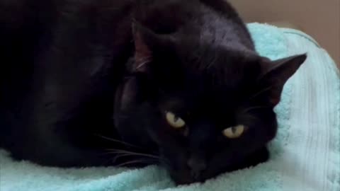 Adopting a Cat from a Shelter Vlog - Cute Precious Piper is the Face of Relaxation #shorts