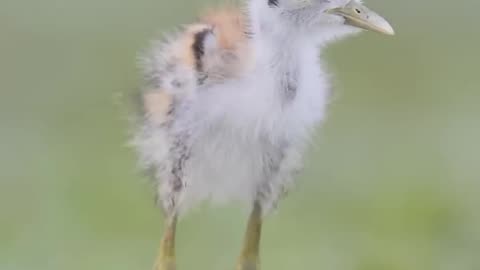 Natural, forest Birds photography