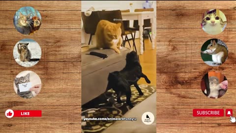 cat vs dog, who's gonna win funny animal