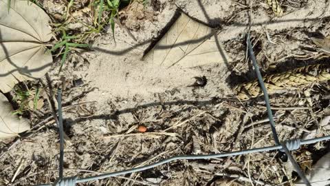 The "Australian Sand Wasp"