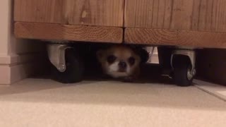Chihuahua's hide and seek