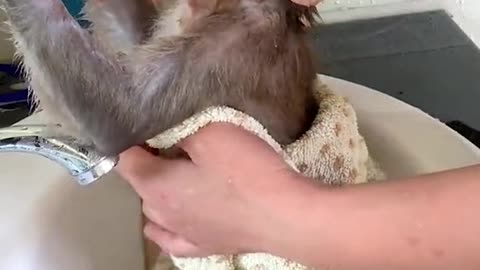 Adorable monkey taking a bath
