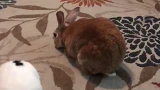 One happy rabbit