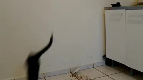 Cat gets scared by cucumber (Gato VS Pepino)