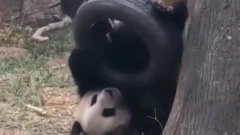 Panda Funny video 😂