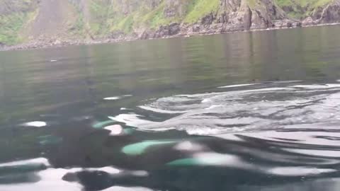 Incredibly Killer whales in Norway (Lofoten Islands)