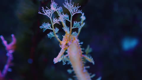 Amazing Sea Creatures ▶ 1