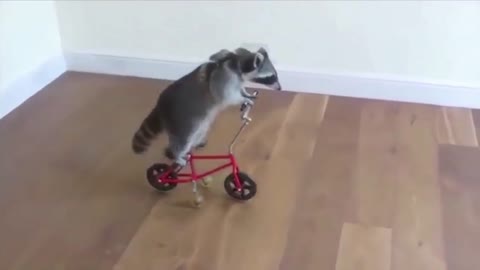 Funny Raccoon Facts - Funny Animals Facts - Funny Raccoon On A Bicycle