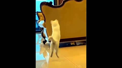 SEE HOW THIS CAT IS PRO AT PING PONG!! Try not to laugh!!