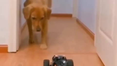 Funny corgi video|| funny dog video