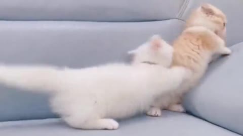 cute cat quarrel