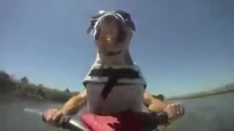 Funny Dog Jet skiing bulldog