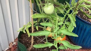More Tomatoes Coming!