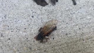 Brood X Cicadas, Indianapolis June 11, 2021