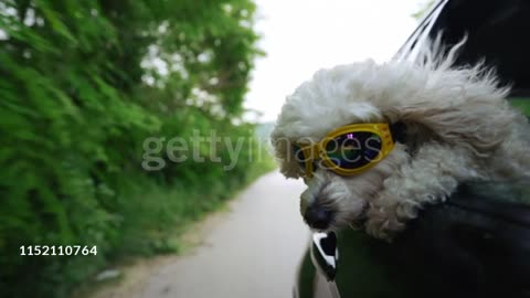 White fluffy poodle sticking head out of a moving car, wearing protective sunglasses