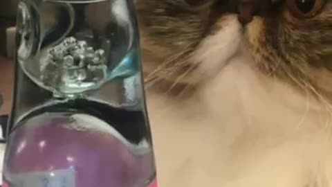 Curious Kitty Loves Watching Bubbles Pop! Cute!