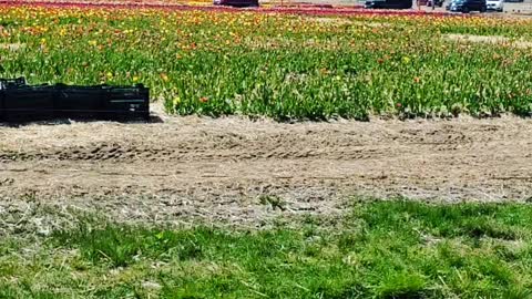 Cars lining up to get fresh tulips on a tulip farm