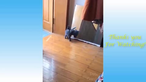 The Best FUNNY CATS Videos - Funny Animal