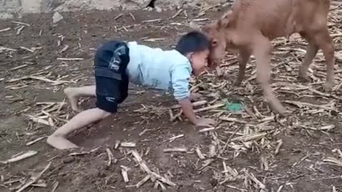 Boy attack to cattle