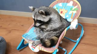 Raccoon was embarrassed when a banana chip fell into a perforated cup