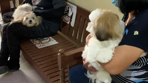 Shih Tzu Finds Love at the Vet