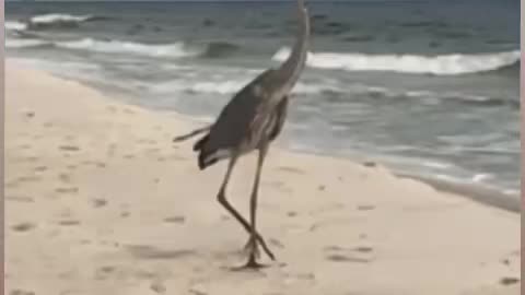 Beach Bird